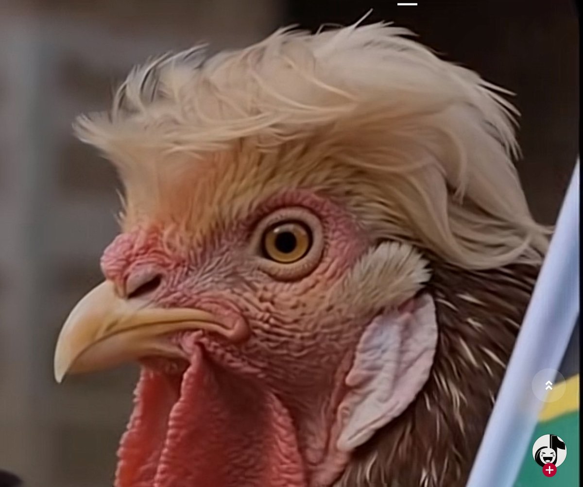 Nete Fela tweet media