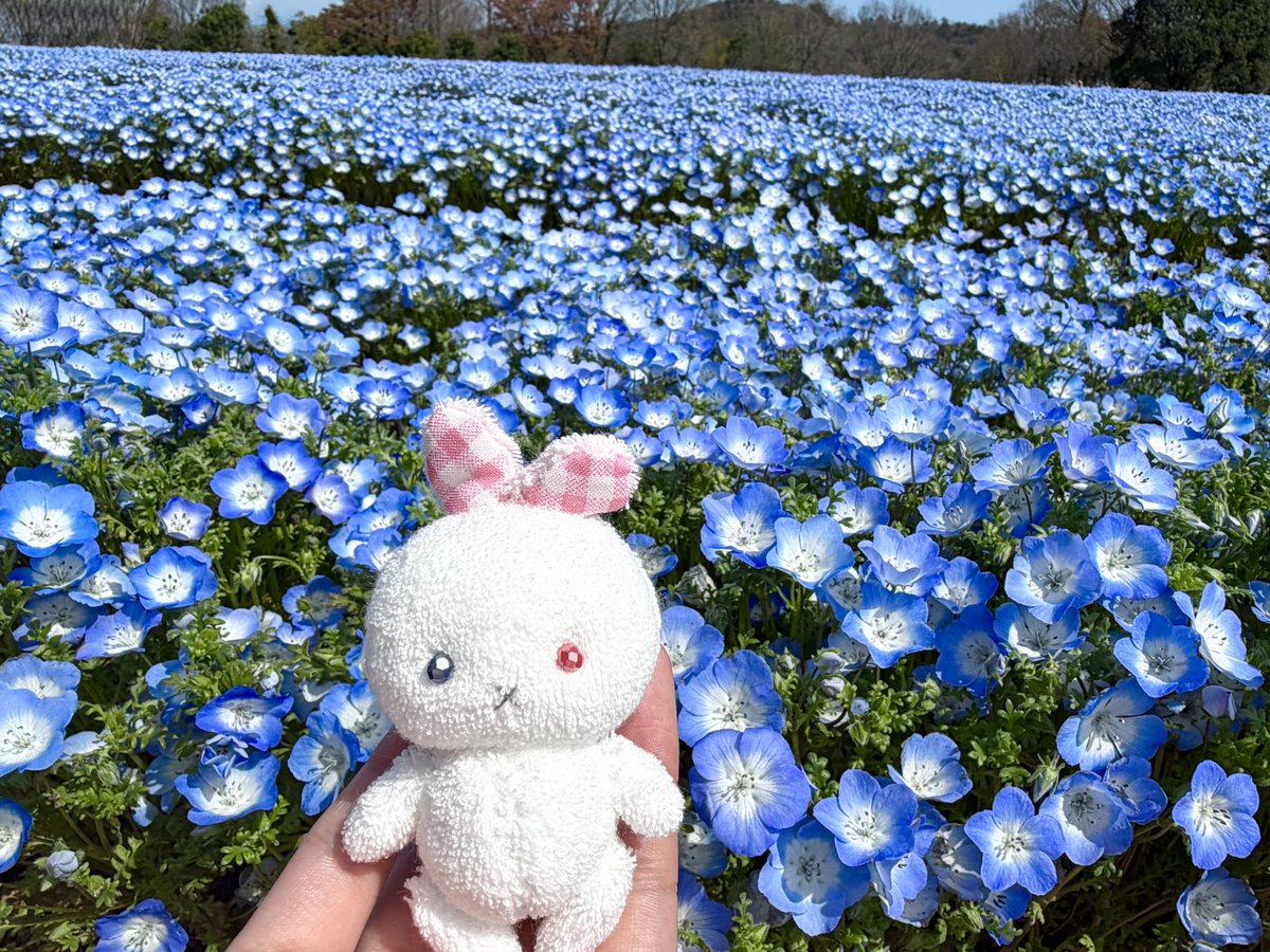 ネモフィラ見てきた！
#ミニビーンズ　 #さんじゅーななど