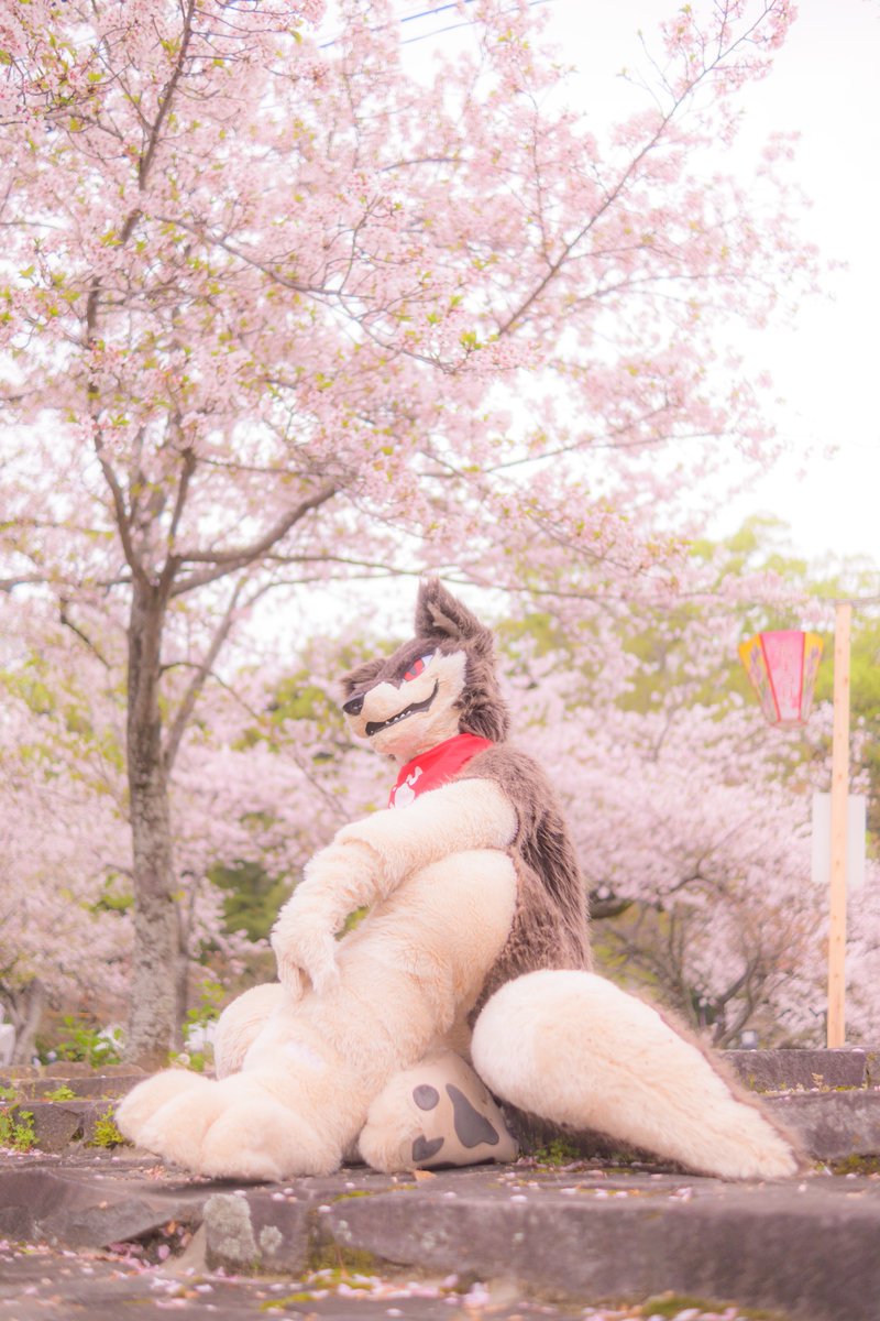 ライト tweet media