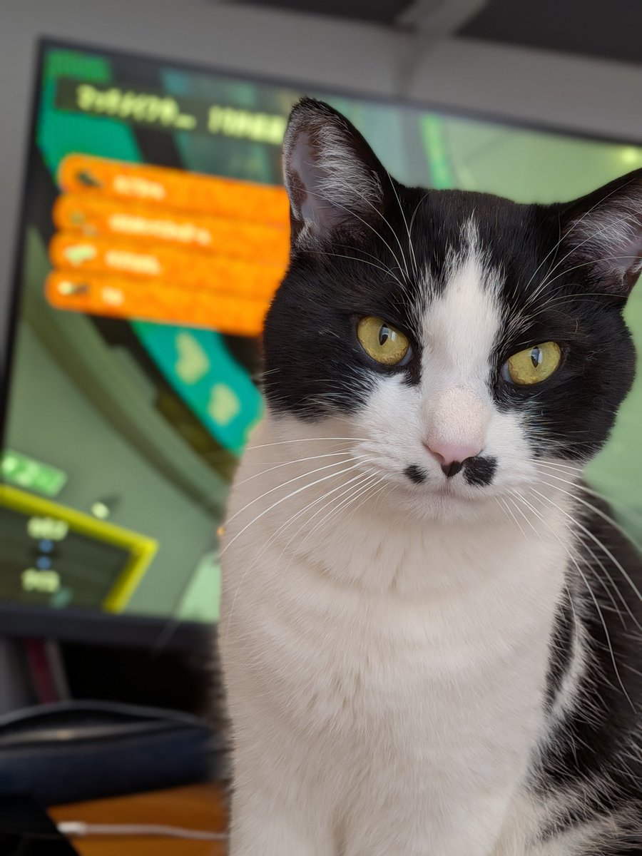 本日のネコハラ🥴