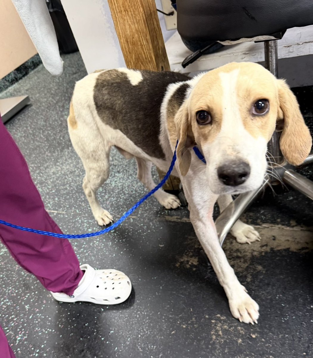 It’s $5 Friday!
This week we also save Peep!
This sweet little hound boy was found abandoned.
He has a little mass we need to remove plus his neuter.
Peep doesn’t have pledges or anything.
If you’d like to help, we thank you! ♥️
rescuecoop.org/donate