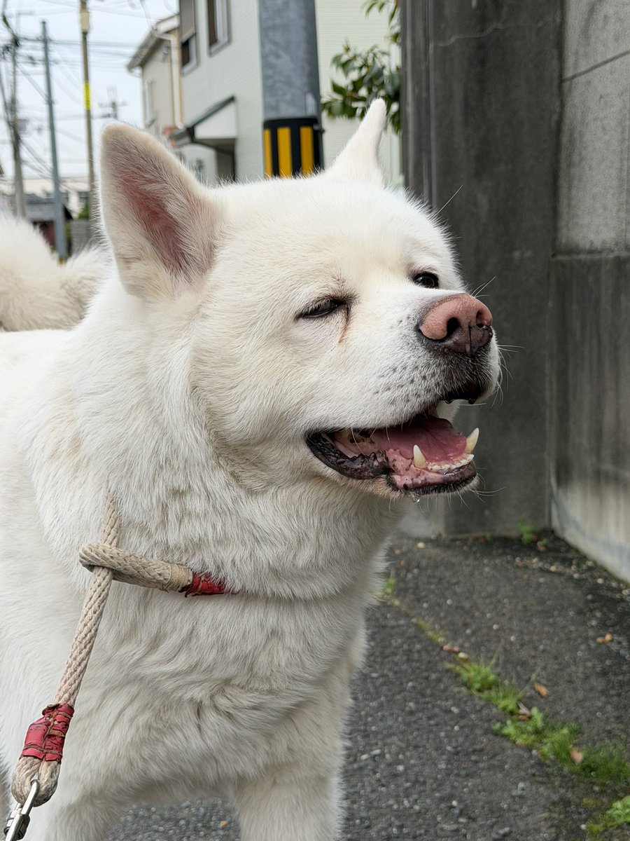 秋田犬　心(まる) tweet media