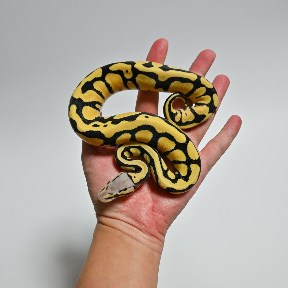 ［NUM2501］Pastel OD DG het Caramel♀
  Price: ¥140,000 

お迎えのご相談・お問い合わせはDMからお気軽にどうぞ