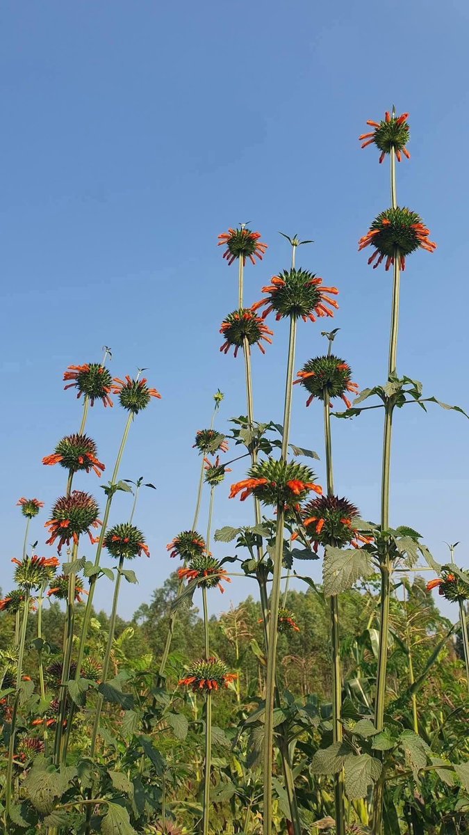 PASTA JOSHUA tweet media