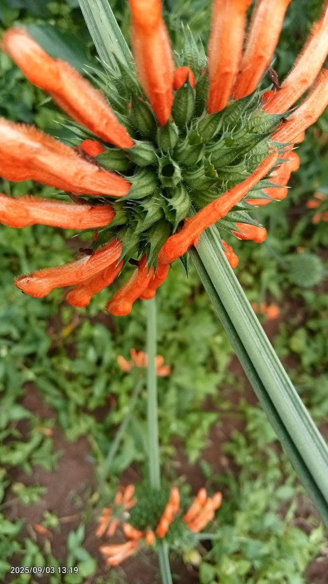 PASTA JOSHUA tweet media