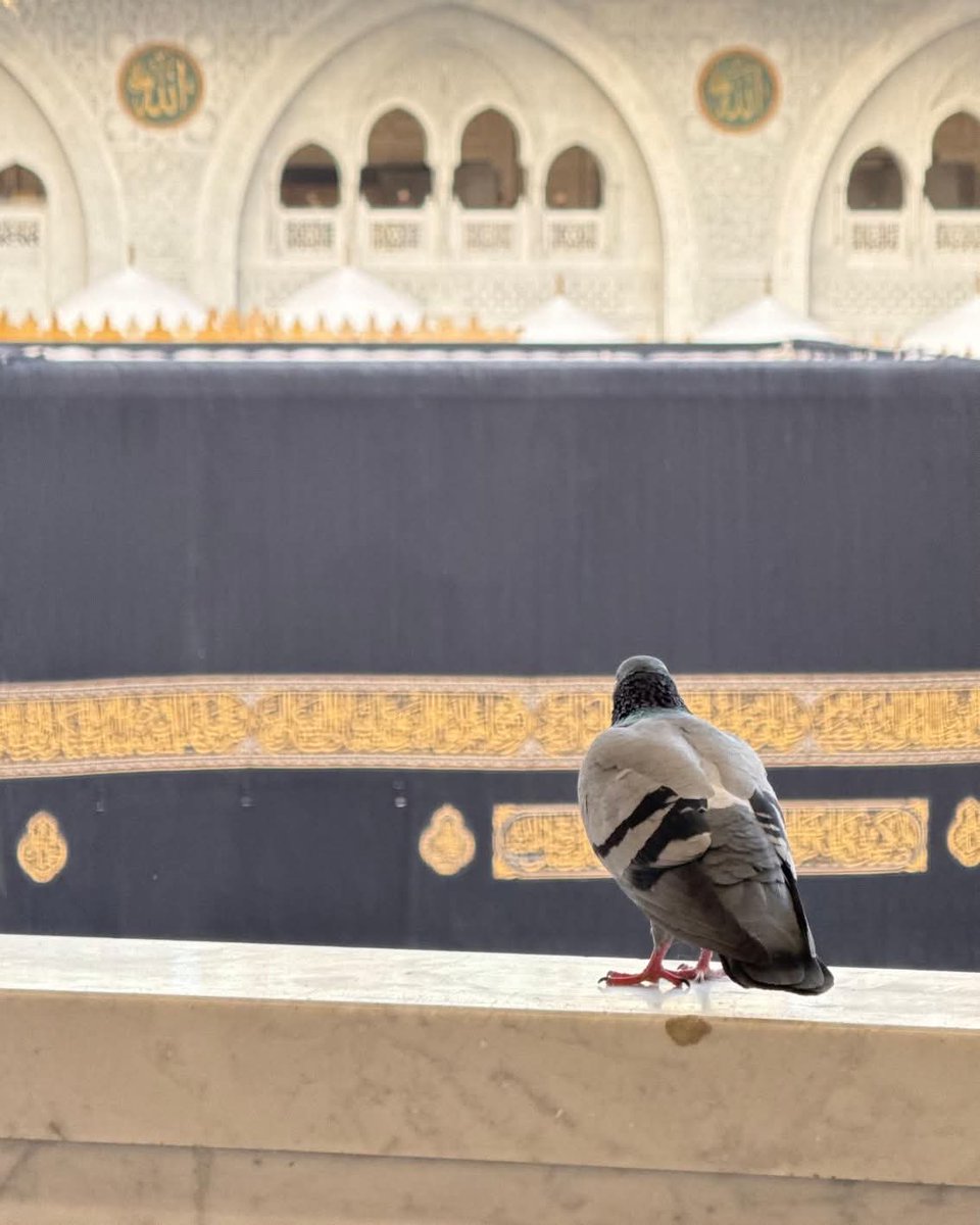 aaalmasud's tweet photo. Masjid Al Haram 🕋

Photo: @HaramainInfo https://t.co/XObtqN4Kbr