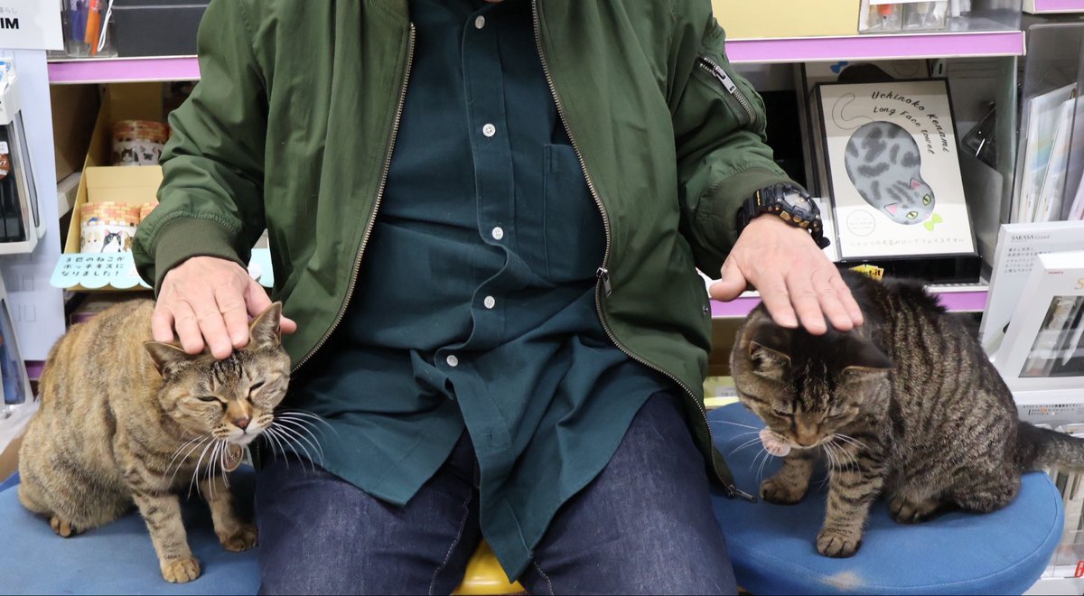 ねこがいる文具店万年堂 tweet media