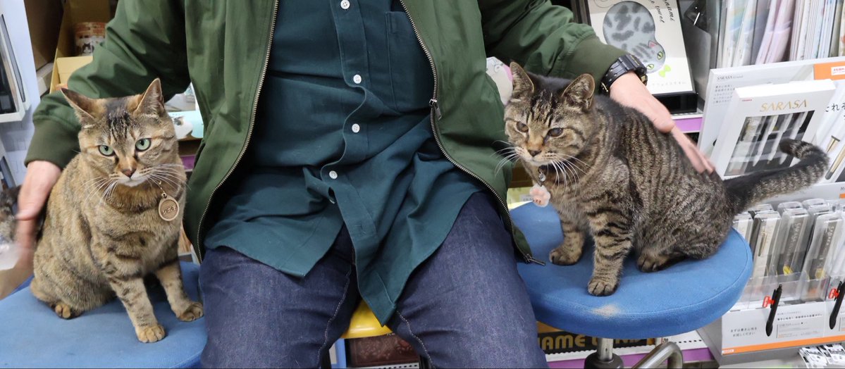 ねこがいる文具店万年堂 tweet media