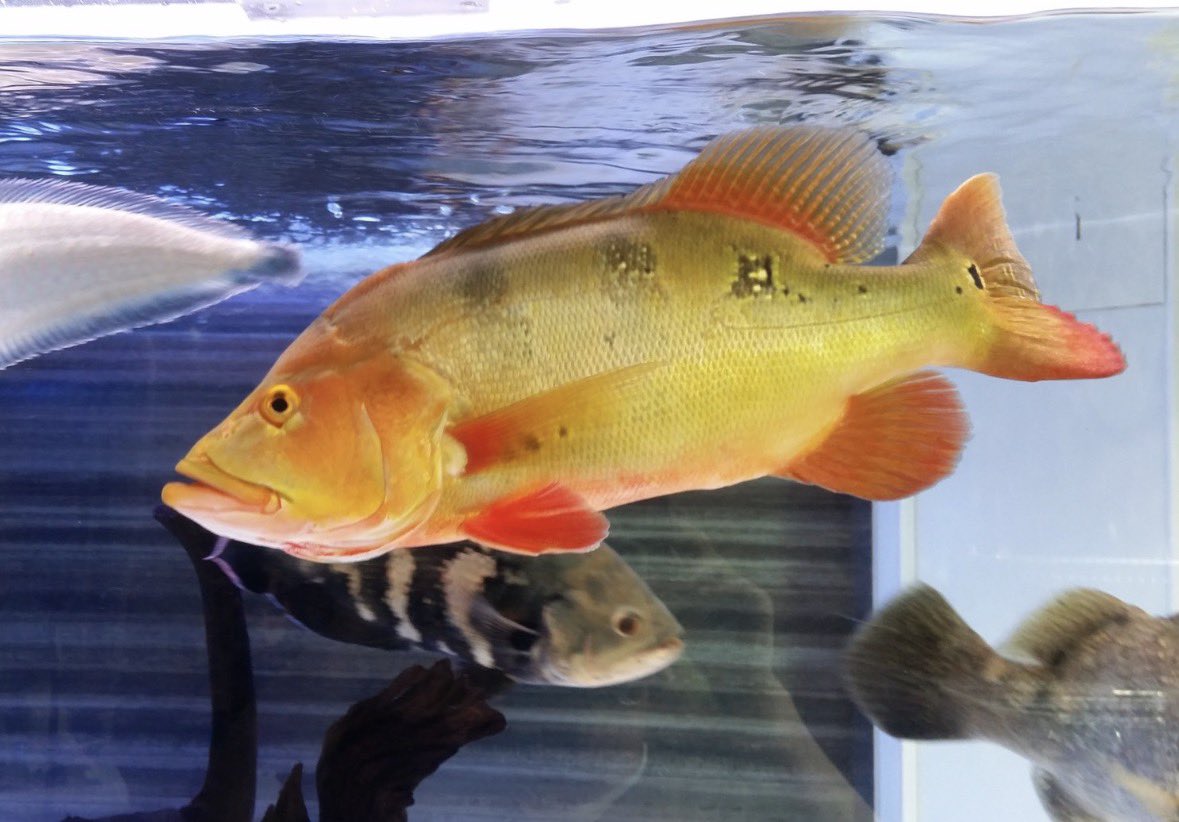 キクラオセラリス2、メラニアエ　　熱帯魚 キクラ・メラニアエ 18-20cm± 1匹 - 不二熱帯魚