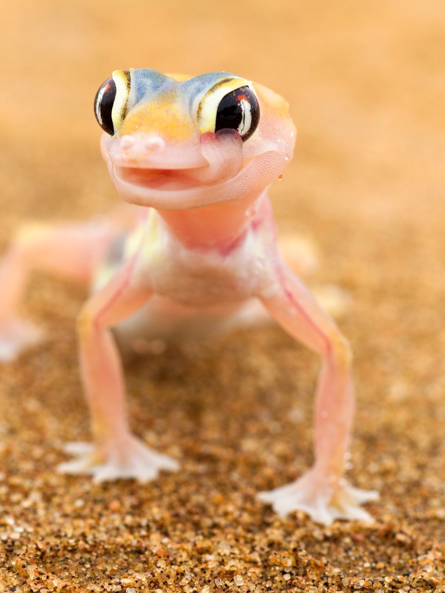 AnimalPlanet's tweet image. Blink and you'll miss this cutie 🥰

📸: Martin Harvey

#lizard #closeup #wildlife