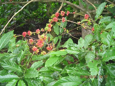 こんにちは

今日は栃木市のany feel coffeeさんへ。
instagram.com/anyfeel_coffee…

アーティストのebi さんにお会いできました。
ebi さんの作品に囲まれてのランチはホッとできる時間でした。

コーヒーはベトナムアラビカもあり、ホーチミン時代を懐かしく思いました。

ごちそうさまでした。