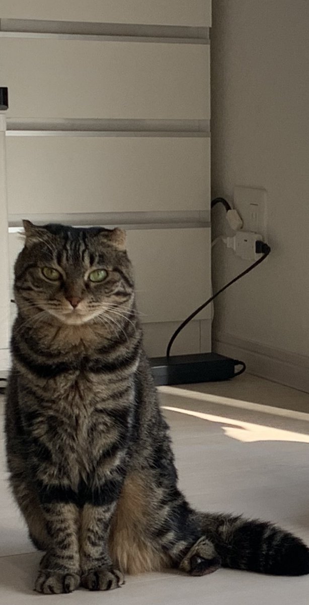 cat_oru's tweet photo. お耳の小さなまるちゃんっ(  ･᷄ὢ･᷅  )

⬇️以下、まるちゃんのコメント

今日は17日…今週もよく頑張ったんじゃない？？
^. ̫ .^

私の耳は小さいけど、気はどの猫よりも大きいのよっ

 #ねこ #イラスト #保護猫 #猫好きと繋がりたい #短足 #垂れ耳 https://t.co/m4qONIpDtH