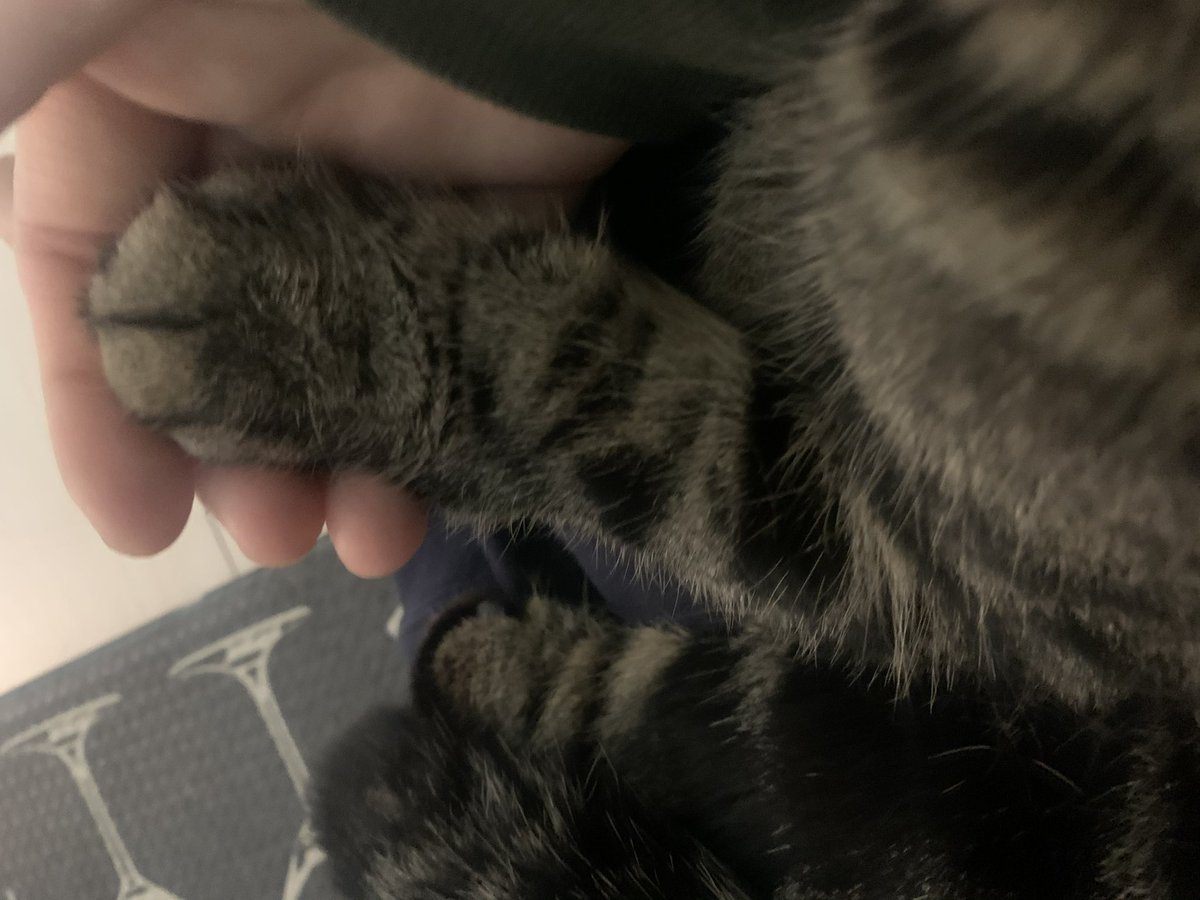 cat_oru's tweet photo. お耳の小さなまるちゃんっ(  ･᷄ὢ･᷅  )

⬇️以下、まるちゃんのコメント

今日は17日…今週もよく頑張ったんじゃない？？
^. ̫ .^

私の耳は小さいけど、気はどの猫よりも大きいのよっ

 #ねこ #イラスト #保護猫 #猫好きと繋がりたい #短足 #垂れ耳 https://t.co/m4qONIpDtH