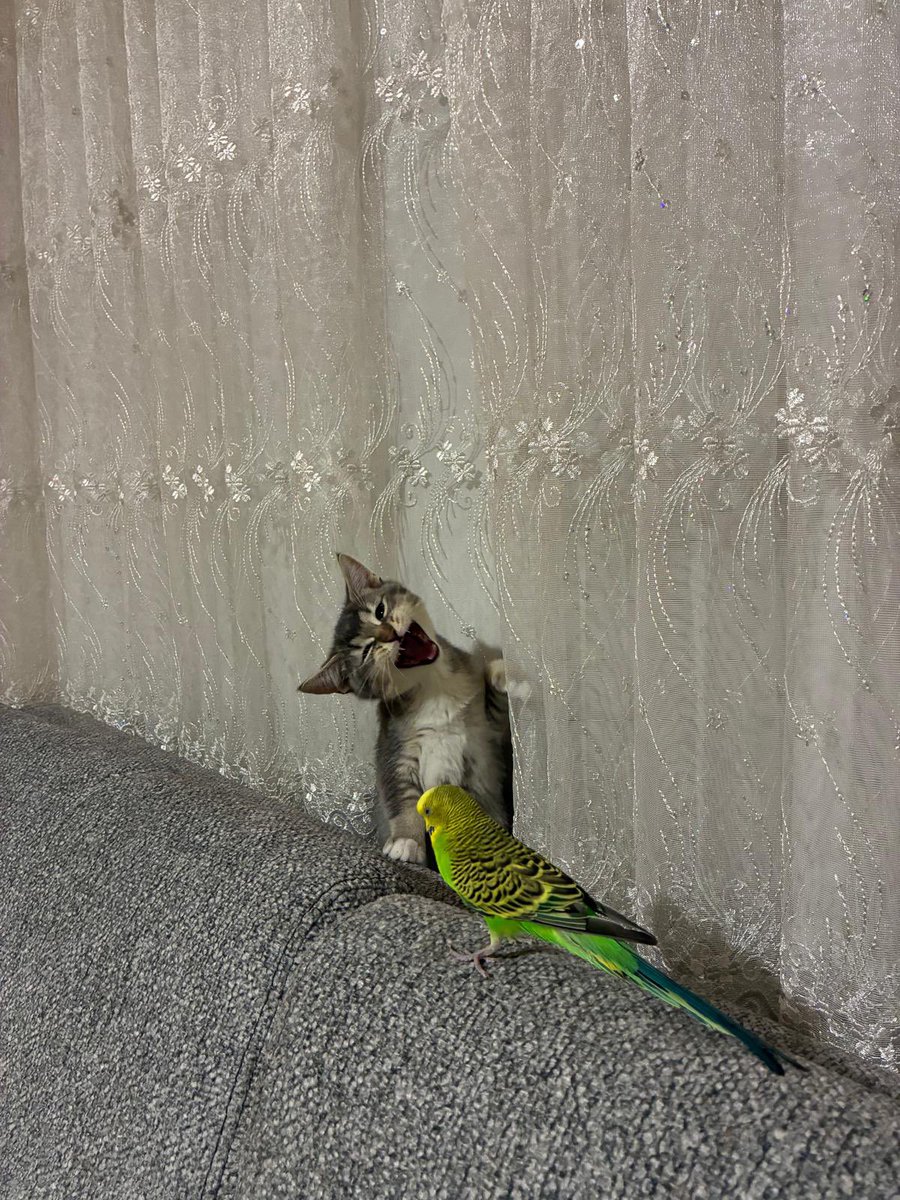 Alper 🐾 tweet media