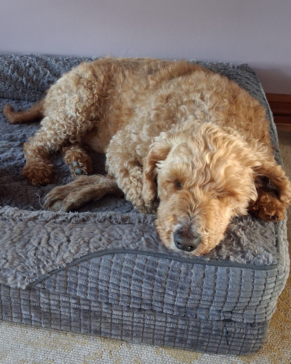 DogsTrust's tweet photo. Say hi to some of the ‘doodle dogs’ we rescued, now settled in their forever homes 💛
There were 250 of them, 159 came to us &amp; the rest went to @RSPCA who kindly assisted us with this rescue.
They’ve all received some TLC and are now nearly all thriving with their new families! https://t.co/dKOYjZPImQ