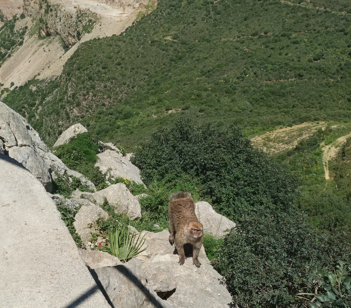 BolinaBoli's tweet image. #Boukerdoune #roadtrip 
Magnifique vue, entre les montagnes de Bouira et Lakhdaria, le lac de Kedara  et des petits macaques..
Un déjeuner improvisé de chez le petit magasin d'alimentation générale du village.