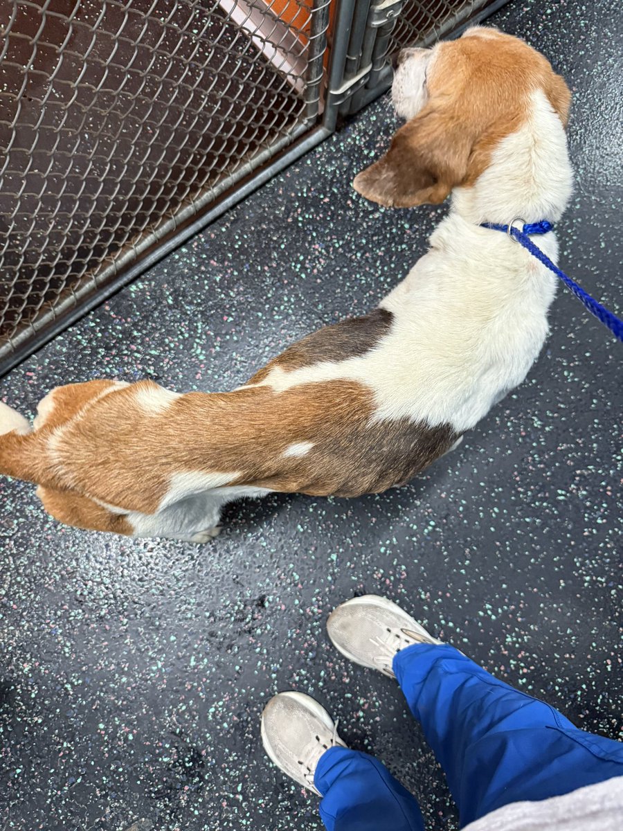 Lola Patolla tweet media