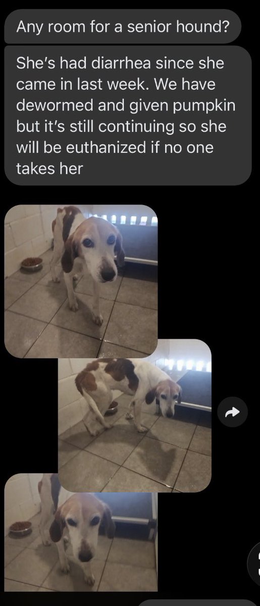 Lola Patolla tweet media