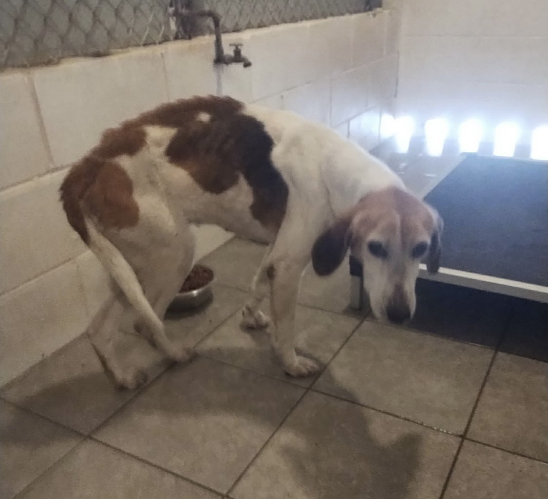 Lola Patolla tweet media