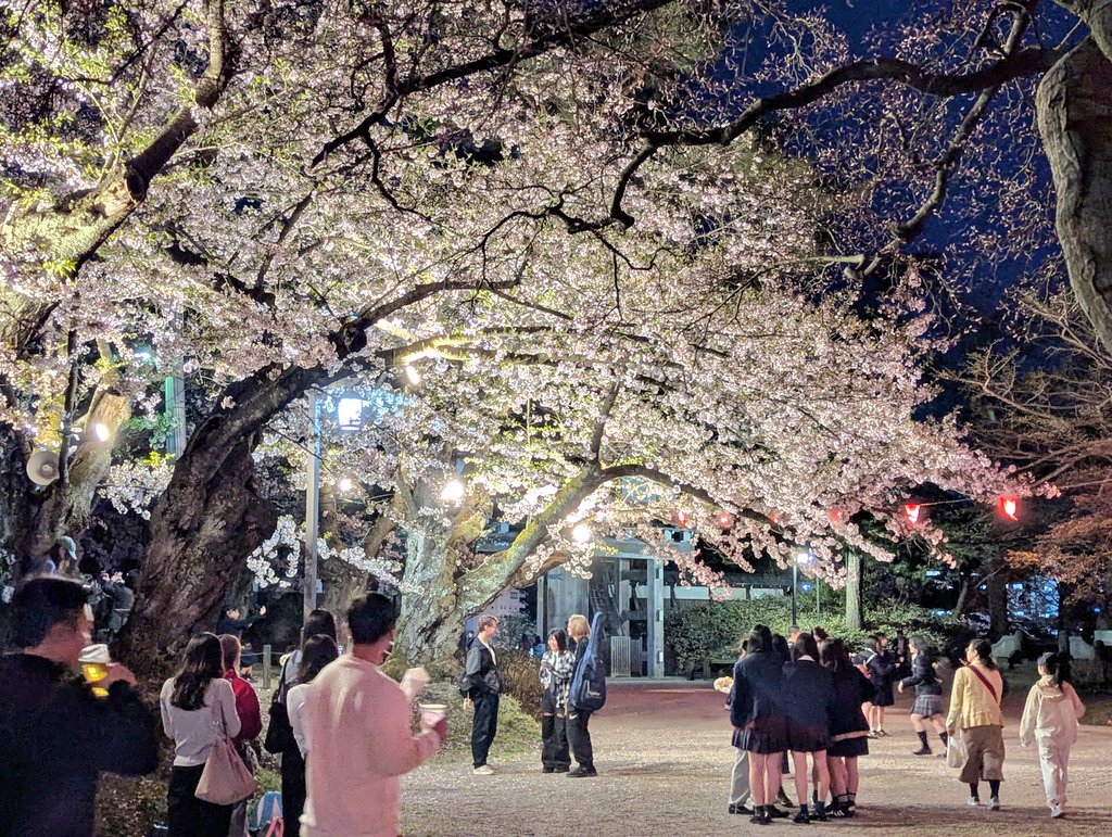 dreamdragon32's tweet photo. 0417千秋公園（秋田市）

夜桜
大勢の人で賑わっています https://t.co/L9CesiUB1d
