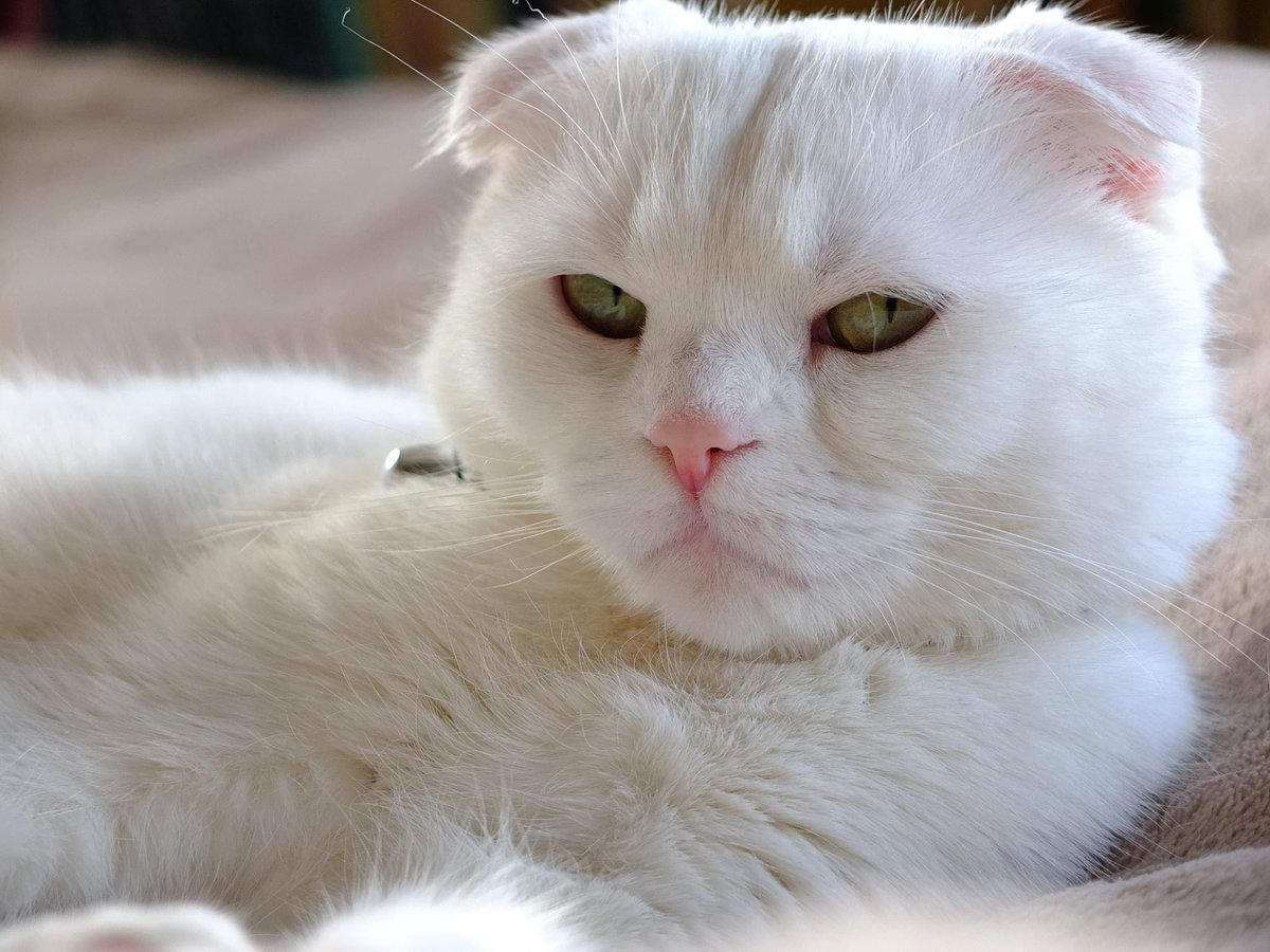 radioman tweet media