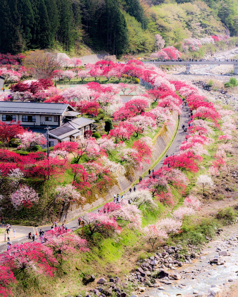 Shiori 汐里 tweet media