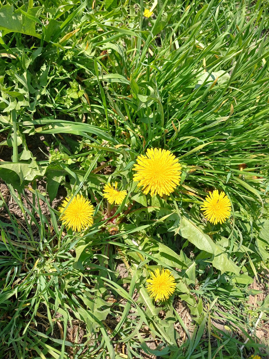 𝖋𝖆𝖎𝖗𝖎𝖊𝖘 𝖓𝖊𝖛𝖊𝖗 𝖈𝖗𝖞🦋🍀 tweet media