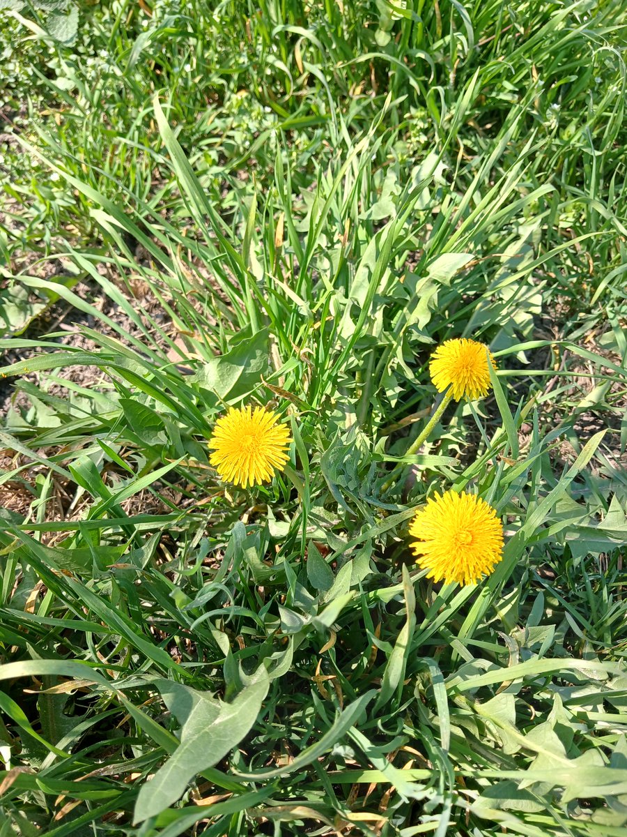 𝖋𝖆𝖎𝖗𝖎𝖊𝖘 𝖓𝖊𝖛𝖊𝖗 𝖈𝖗𝖞🦋🍀 tweet media