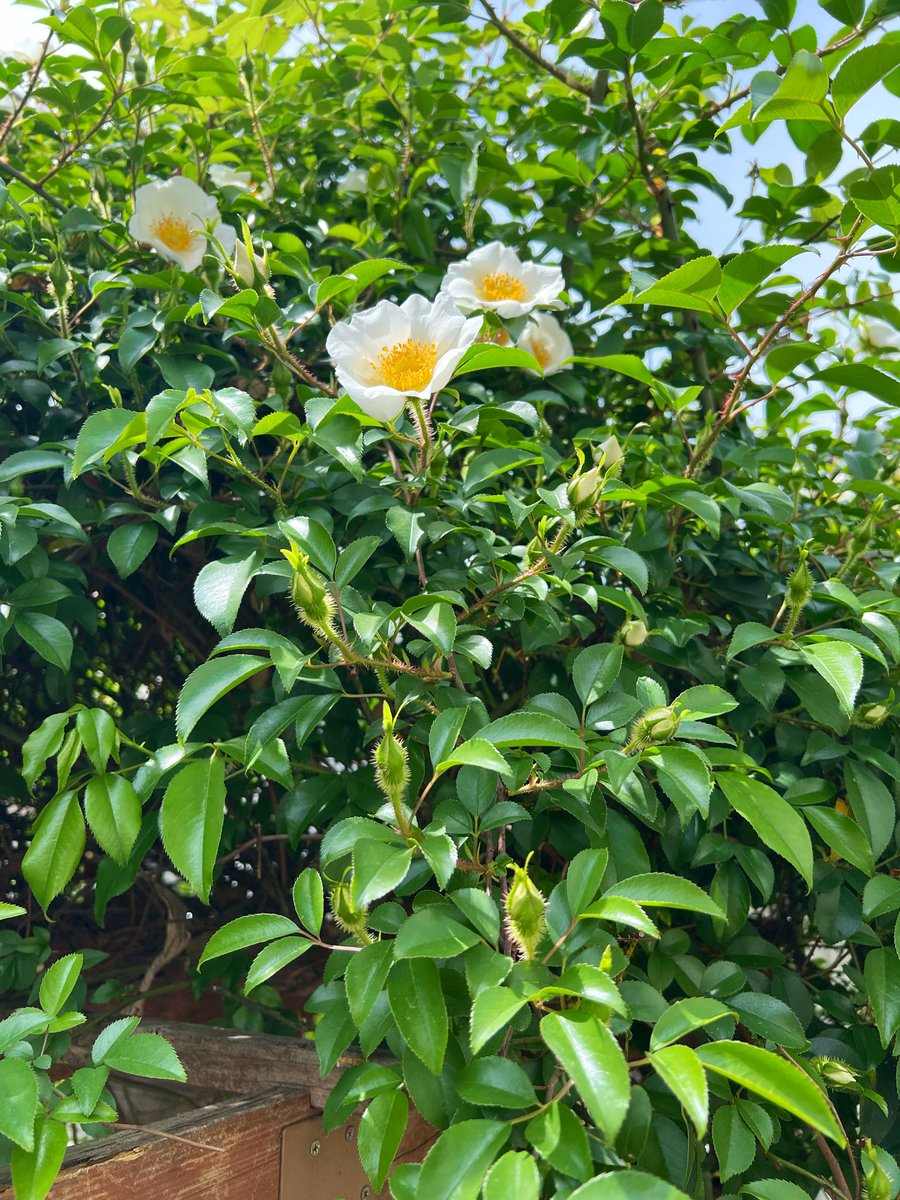 🍳น้องกุหลาบไข่ดาวต้นนี้ กำลังเริ่มบาน✨🥰ความน่ารักก็กำลังจะมาถึง🫣🌿