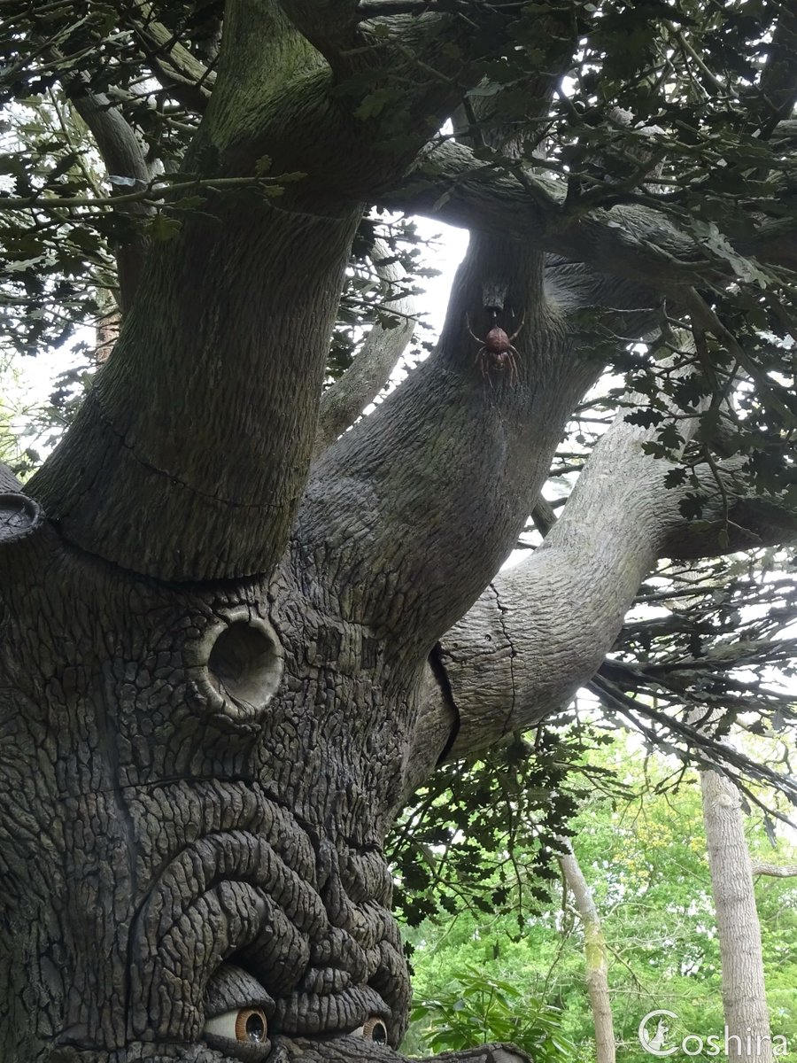 Coshira_'s tweet image. 😲 na hele lange tijd is de spin weer terug bij de #Sprookjesboom 🕷️
#Efteling #Sprookjesbos