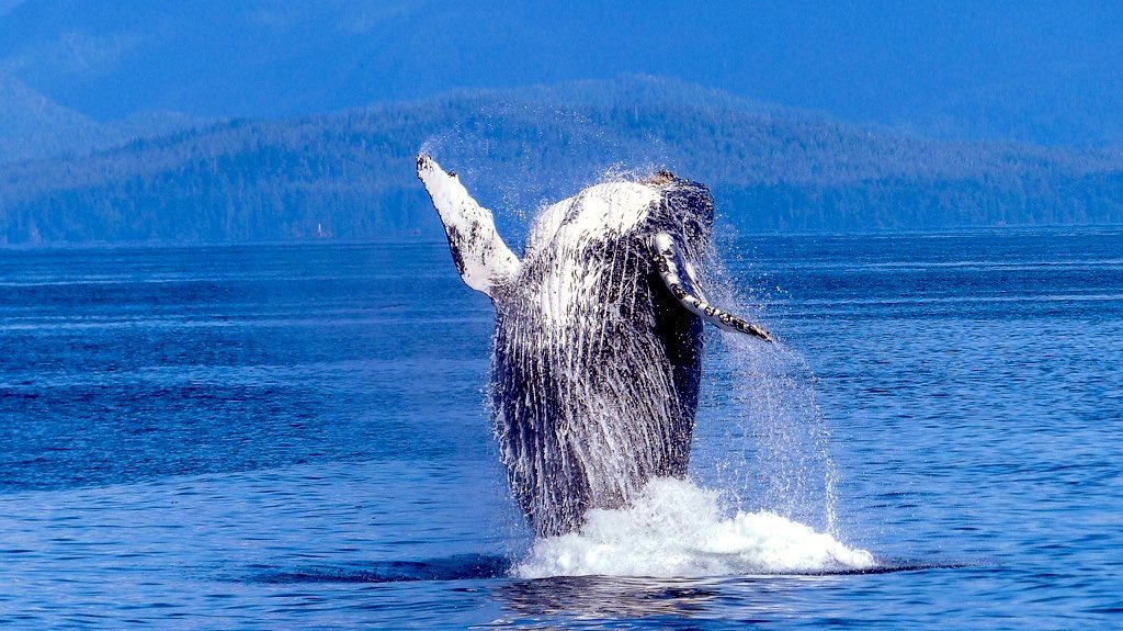 Manuela Forster tweet media