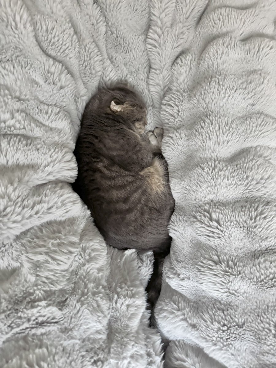 shake_1121's tweet image. ぱぱとままの間で寝てた🥹
一見なんの動物かわからないけど、猫です😀