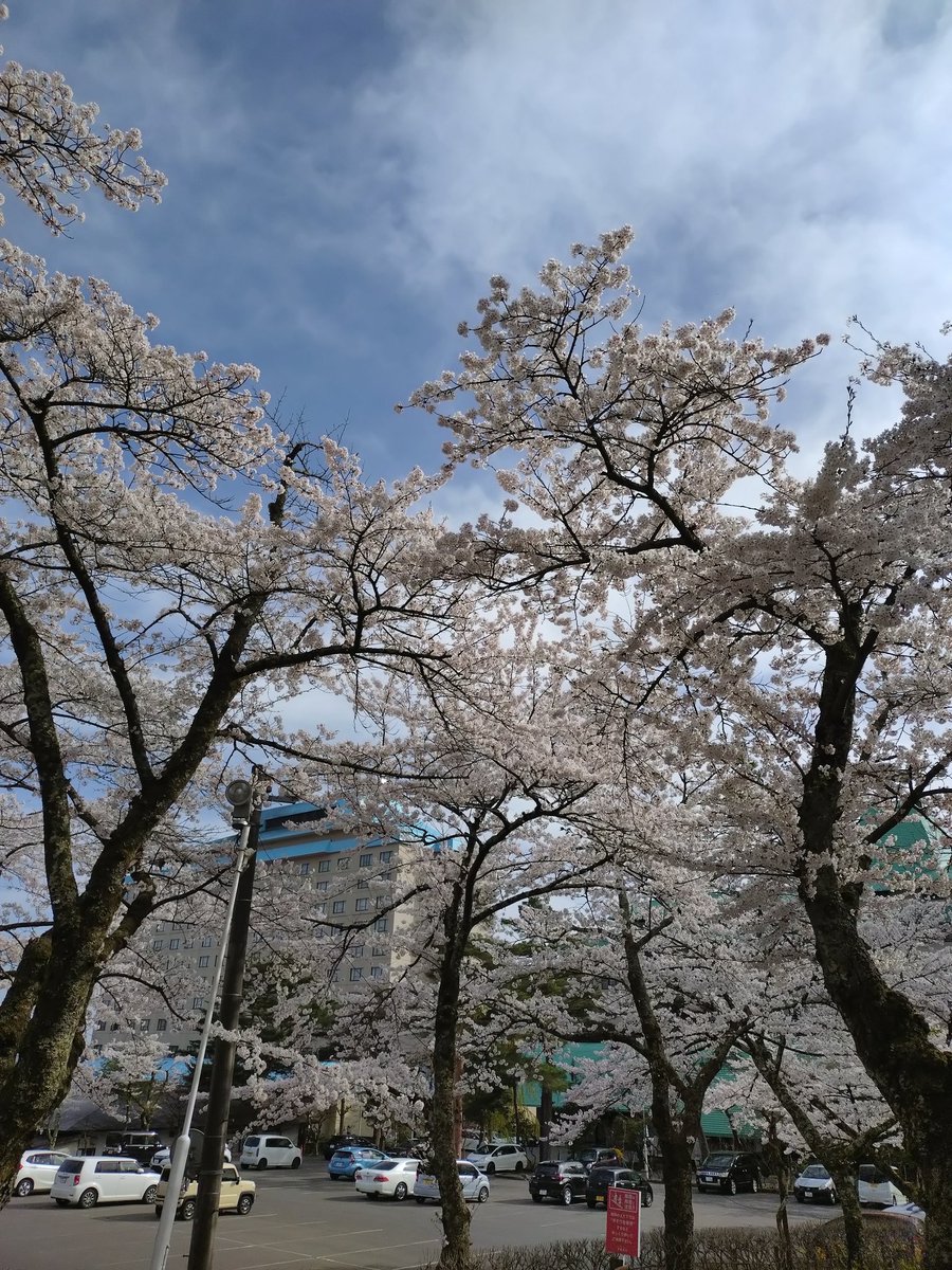 micchiy_7's tweet photo. 桜満開🌸花巻温泉 https://t.co/Rta6u6hdpU