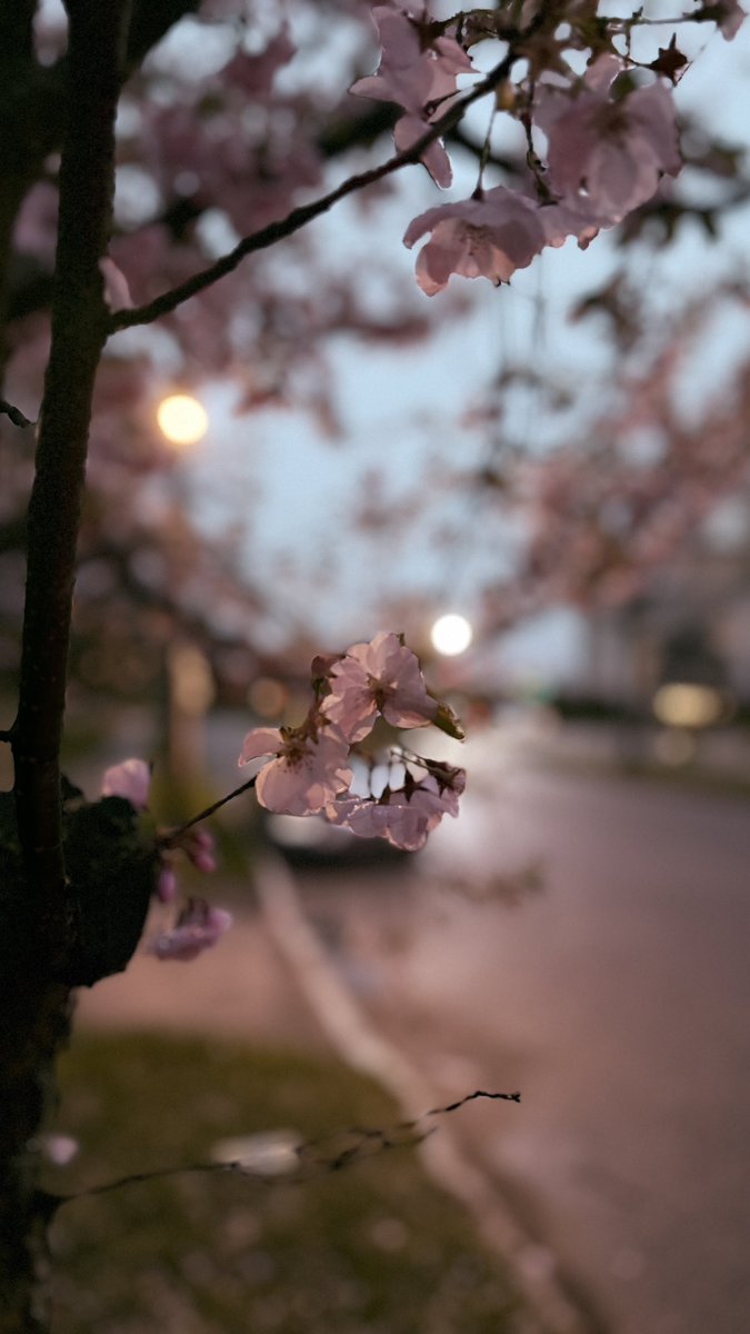 ✨Star Sailor✨ Ꙩ⚫️ tweet media