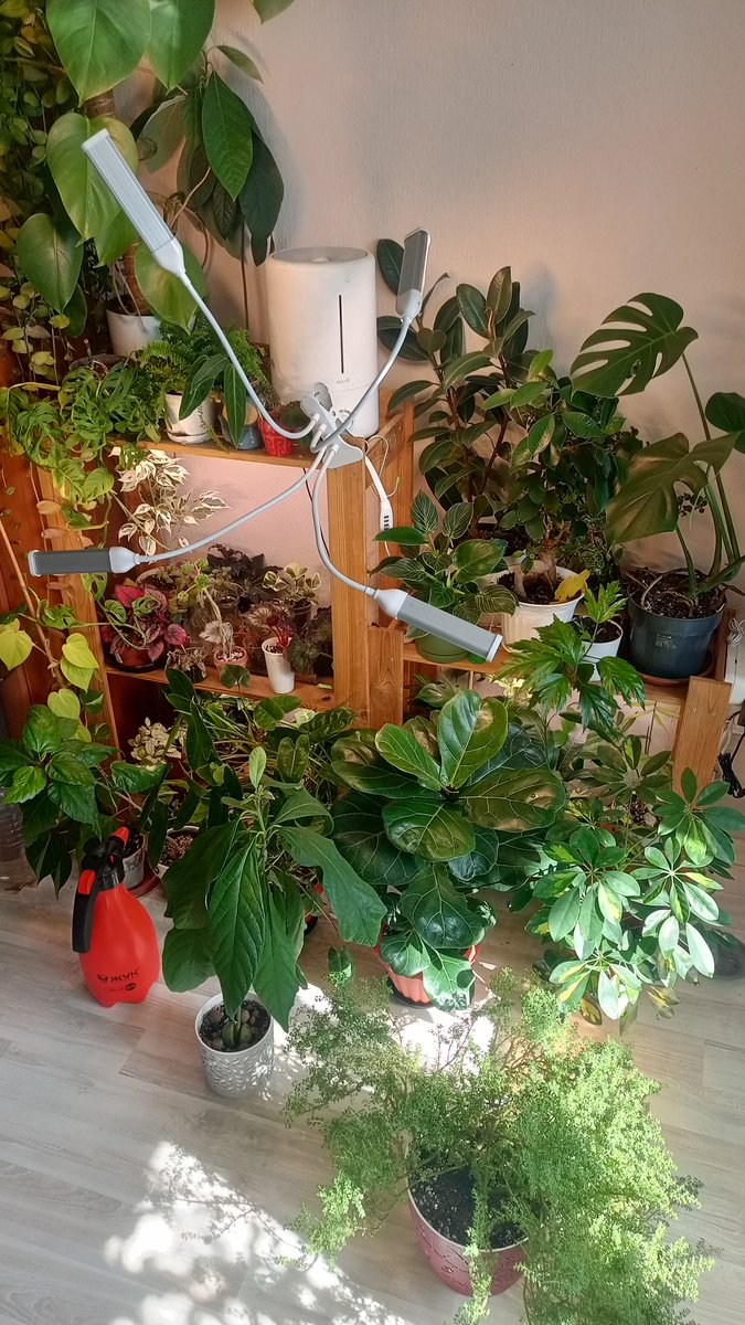 Сын березы tweet media