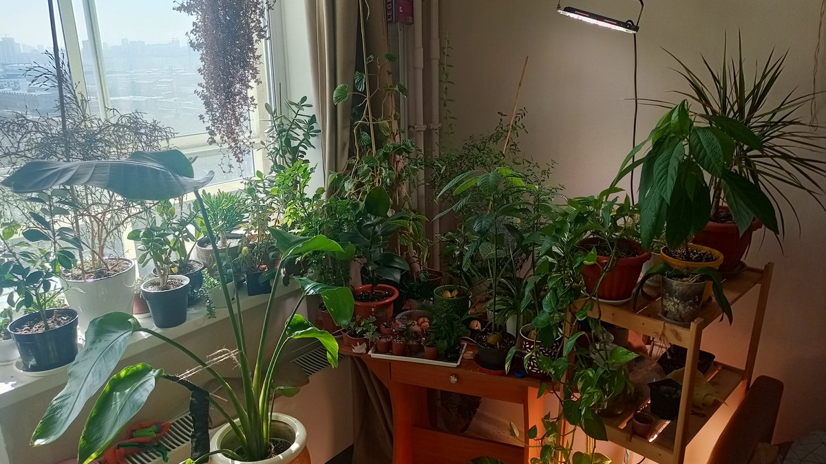 Сын березы tweet media