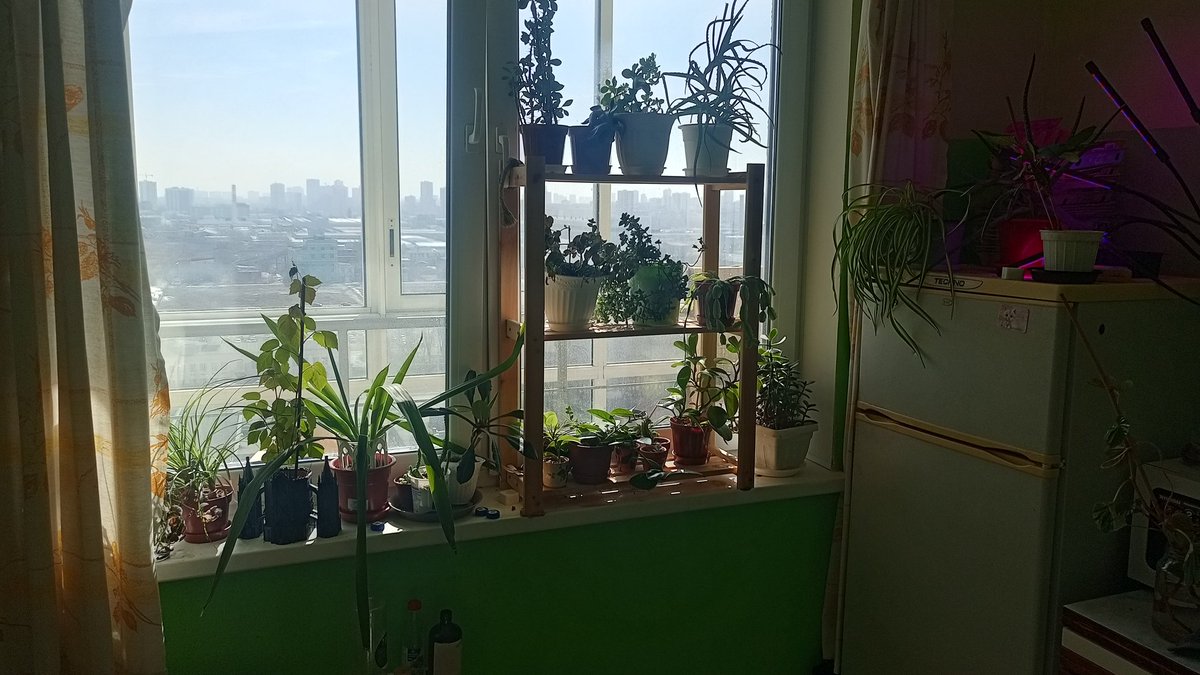 Сын березы tweet media