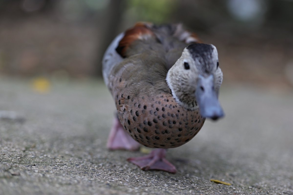 蹴る子♂ tweet media