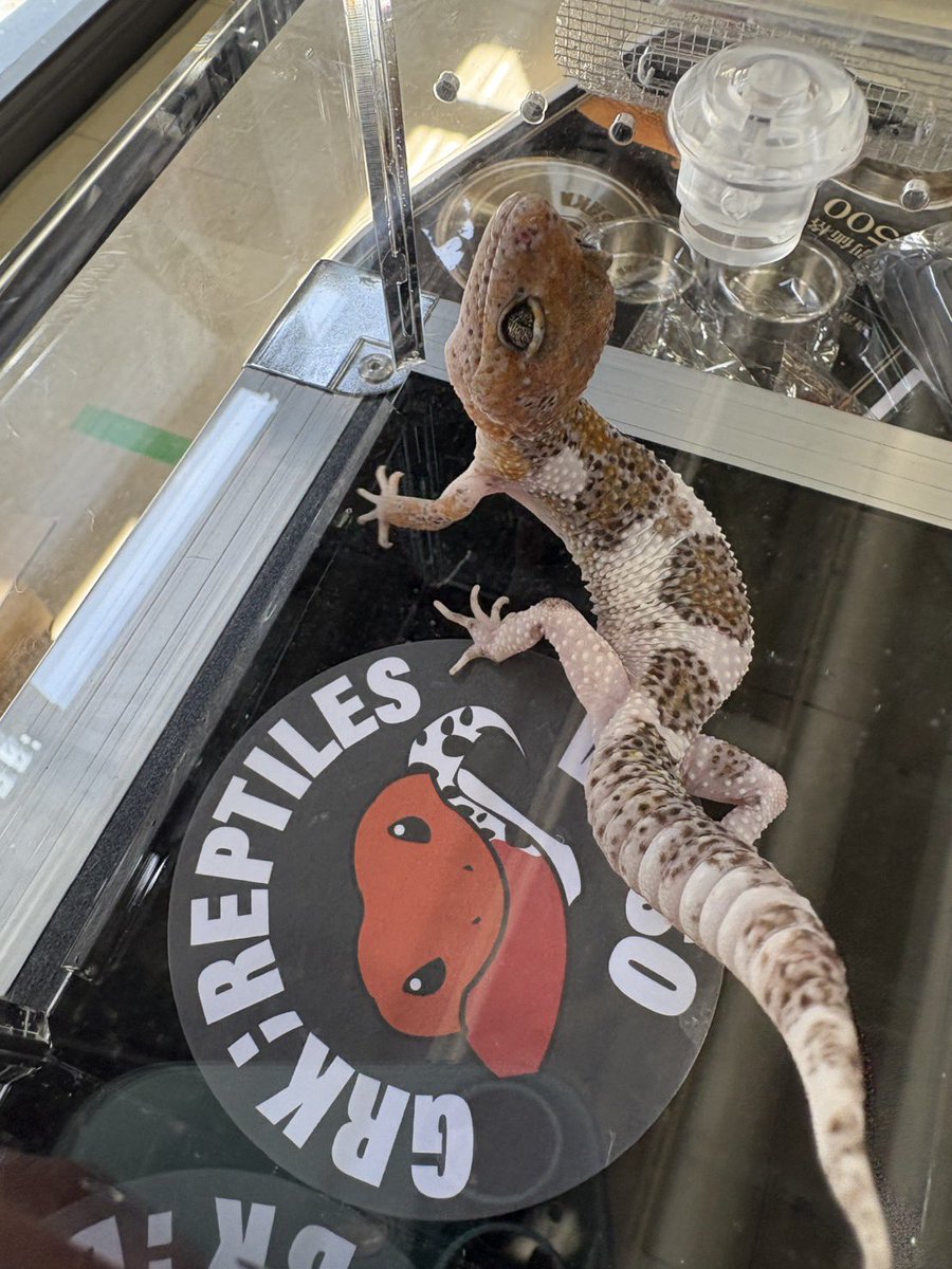 Easy Love Gecko.(y.higashi226) tweet media