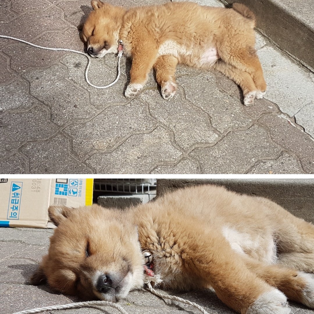 ❕️곽호떡❕️호떠기는 핫도기 tweet media