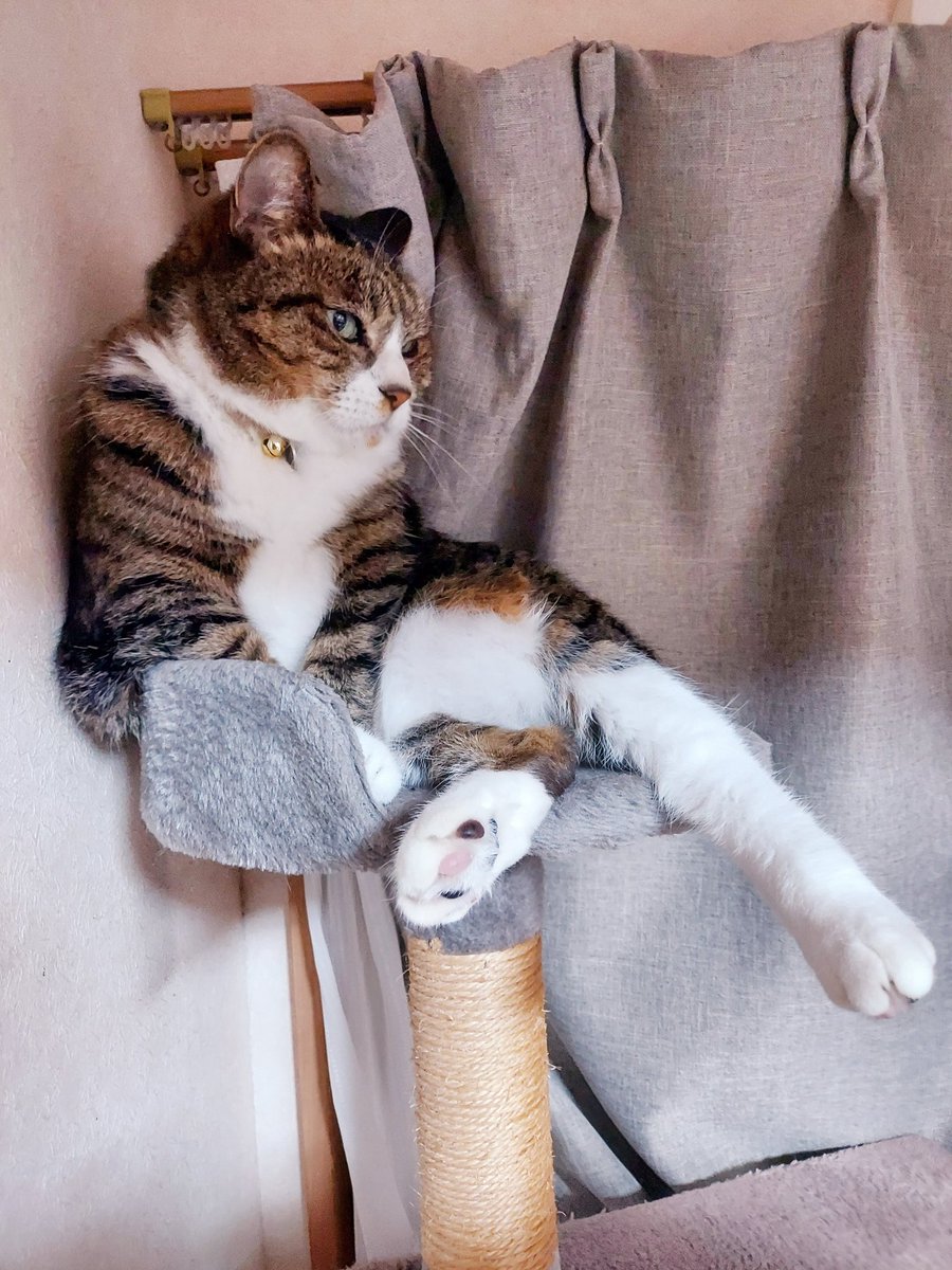 ちくまサラ(書籍発売中) tweet media