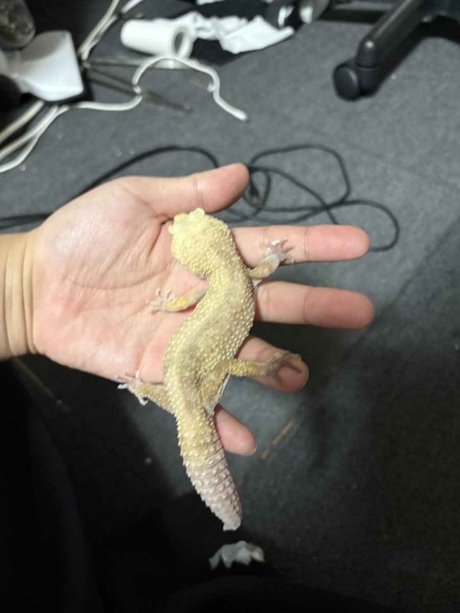 Easy Love Gecko.(y.higashi226) tweet media