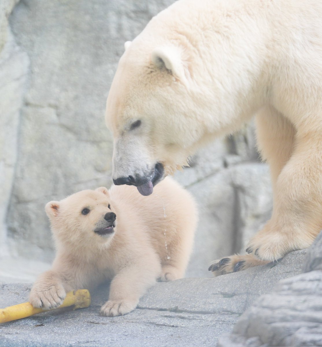 ヨッシー tweet media