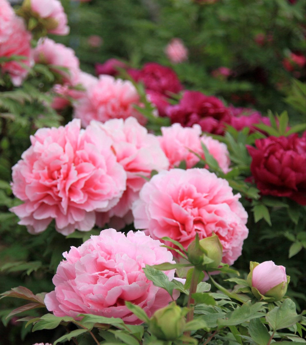 よっきん｜870写真 tweet media