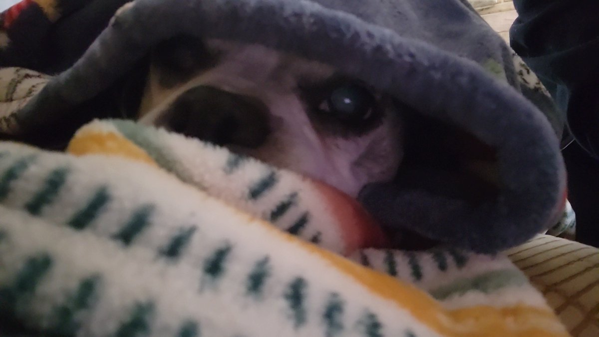 zandermanderthebt🐶 and Whiskey James 😺 tweet media