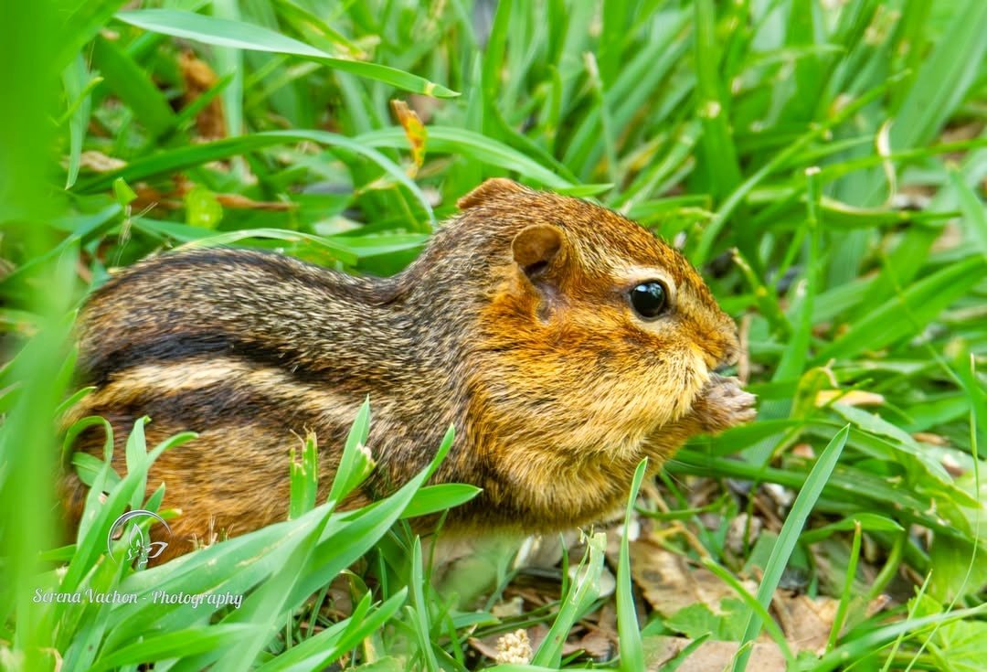 SerenaVachon's tweet image. Eastern chipmunk #cute #animals #animallovers #wildlife #wildlifephotography #nature #naturephotography