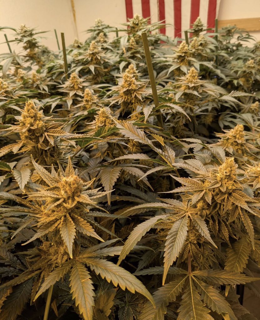 ⛽️BUD🔌 tweet media