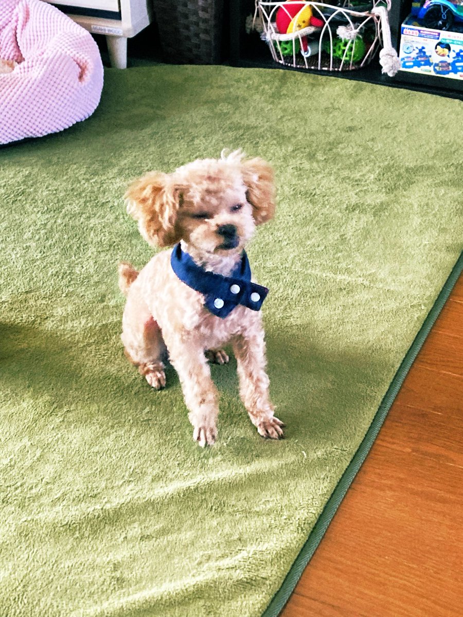 了介@OK!junk tweet media