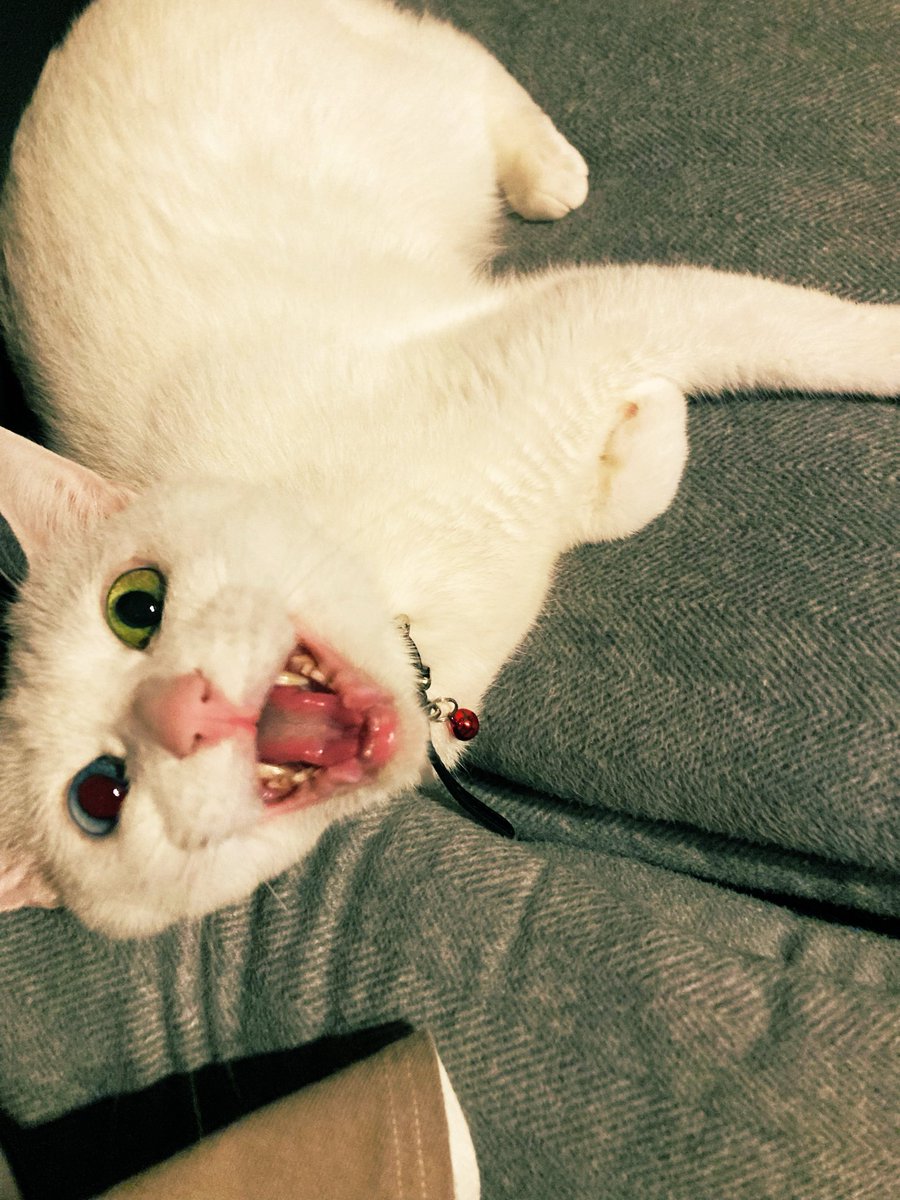 了介@OK!junk tweet media