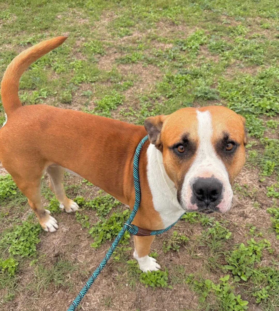 BIG BOY #A386535 1yo,45lbs 
This guy is gorgeous!
Sweet boy has injured leg,possible fracture&amp; underweight,needs medical care 😐
He doesn't want 2 Die
Plz #Pledge to attract a rescue to save his wee life!
He is so gentle &amp; loving ❤️ 
Every $1 adds up! #CorpusChristiACS #TX